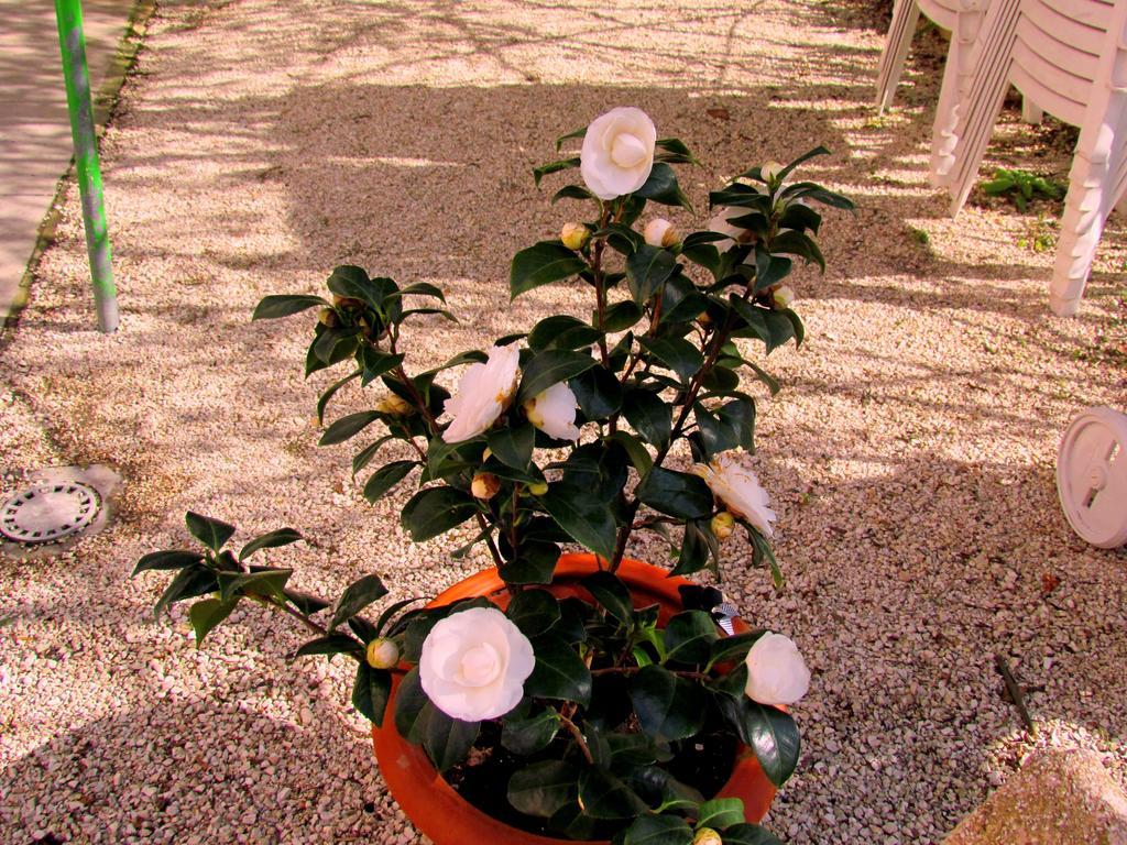 Villa Maria Bed & Breakfast, Corridonia, Marche מראה חיצוני תמונה