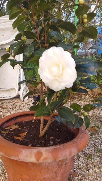 Villa Maria Bed & Breakfast, Corridonia, Marche מראה חיצוני תמונה